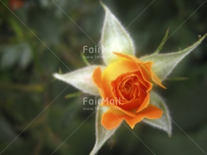 Fair Trade Photo Christmas, Colour image, Condolence-Sympathy, Flower, Food and alimentation, Fruits, High angle view, Horizontal, Nature, Orange, Peru, South America, Star