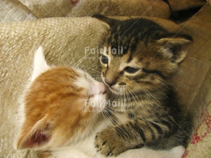 Fair Trade Photo Activity, Animals, Baby, Care, Cat, Colour image, Cute, Day, Friendship, Horizontal, Hug, Hugging, Indoor, Love, People, Peru, South America, Young