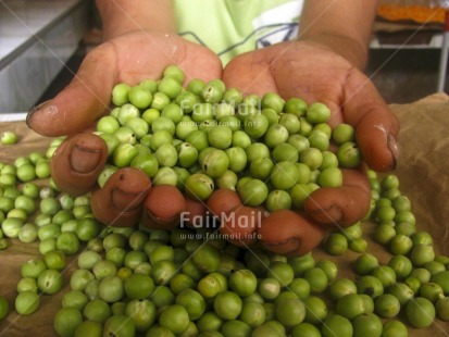 Fair Trade Photo Activity, Agriculture, Artistique, Colour image, Entrepreneurship, Food and alimentation, Giving, Hand, Horizontal, Indoor, Market, Pea, People, Peru, Portrait halfbody, South America