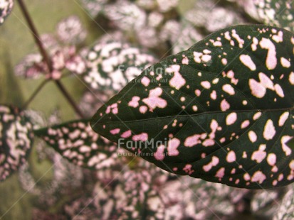 Fair Trade Photo Closeup, Colour image, Day, Forest, Garden, Green, Horizontal, Leaf, Nature, Outdoor, Peru, Pink, Plant, South America