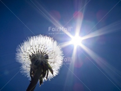 Fair Trade Photo Colour image, Condolence-Sympathy, Flower, Good luck, Horizontal, Light, Low angle view, Nature, Peru, Sky, South America, Sun, Thinking of you