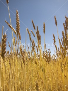 Fair Trade Photo Agriculture, Colour image, Harvest, Nature, Peru, Plant, Rural, Sky, South America, Spirituality, Vertical, Wheat