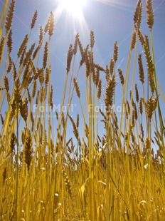 Fair Trade Photo Agriculture, Colour image, Harvest, Light, Nature, Peru, Plant, Rural, Sky, South America, Spirituality, Sun, Vertical, Wheat