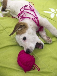 Fair Trade Photo Activity, Animals, Colour image, Cute, Dog, Enjoy, Fun, Funny, Green, Peru, Pink, Playing, South America, Vertical, Wool