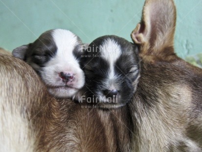 Fair Trade Photo Activity, Animals, Birth, Closeup, Colour image, Cute, Day, Dog, Family, Horizontal, Indoor, Mother, New baby, Peru, Sleeping, South America