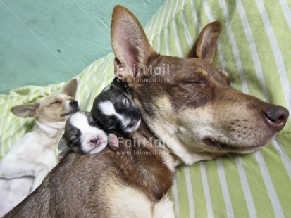 Fair Trade Photo Activity, Animals, Birth, Closeup, Colour image, Cute, Day, Dog, Family, Horizontal, Indoor, Mother, New baby, Peru, Sleeping, South America