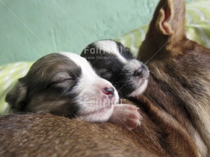 Fair Trade Photo Activity, Animals, Birth, Closeup, Colour image, Cute, Day, Dog, Family, Horizontal, Indoor, Mother, New baby, Peru, Sleeping, South America