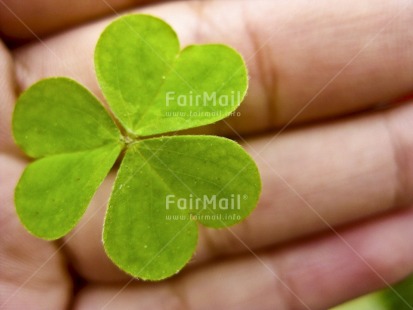 Fair Trade Photo Artistique, Clover, Colour image, Good luck, Horizontal, Leaf, Peru, South America, Thinking of you, Trefoil