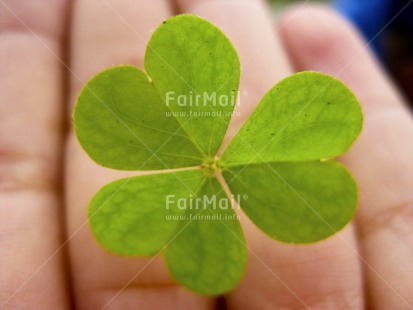 Fair Trade Photo Artistique, Clover, Colour image, Good luck, Horizontal, Leaf, Peru, South America, Thinking of you, Trefoil