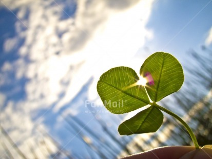 Fair Trade Photo Artistique, Backlit, Clover, Colour image, Condolence-Sympathy, Focus on foreground, Good luck, Green, Horizontal, Luck, Nature, Outdoor, Peru, Plant, Sky, South America, Sun