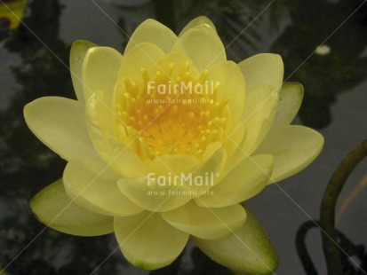 Fair Trade Photo Closeup, Colour image, Condolence-Sympathy, Flower, Horizontal, Lotusflower, Nature, Peru, South America, Water, Yellow