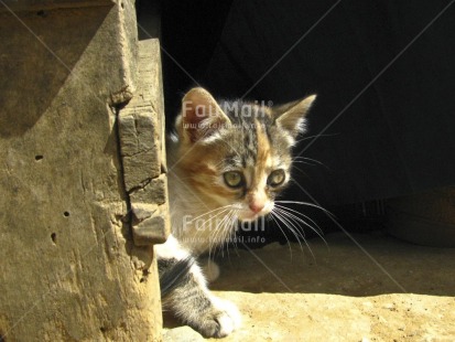 Fair Trade Photo Animals, Baby, Cat, Colour image, Cute, Day, Horizontal, Light, Outdoor, People, Peru, South America, Young