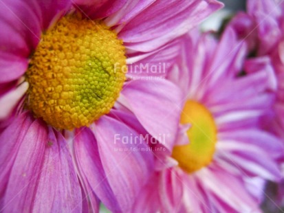 Fair Trade Photo Closeup, Colour image, Flower, Focus on foreground, Horizontal, Peru, Pink, South America, Yellow
