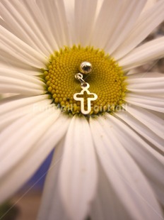 Fair Trade Photo Christianity, Colour image, Cross, Flower, Focus on background, Nature, Outdoor, Peru, Religion, Religious object, South America, Spirituality, Vertical, White, Yellow
