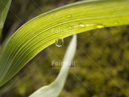 Fair Trade Photo Colour image, Focus on foreground, Green, Horizontal, Nature, Outdoor, Peru, Plant, South America, Waterdrop