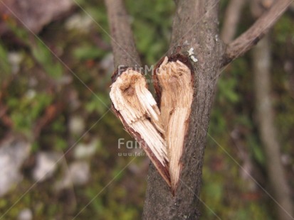 Fair Trade Photo Care, Colour image, Environment, Focus on foreground, Heart, Horizontal, Love, Nature, Outdoor, Peru, Responsibility, South America, Sustainability, Tree, Valentines day, Values