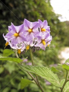 Fair Trade Photo Colour image, Colourful, Flower, Focus on foreground, Green, Nature, Outdoor, Peru, Plant, Purple, South America, Vertical