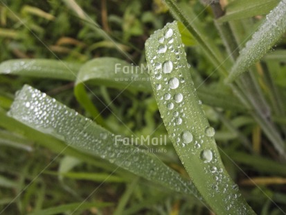 Fair Trade Photo Colour image, Focus on foreground, Green, Horizontal, Leaf, Nature, Outdoor, Peru, Plant, South America, Waterdrop