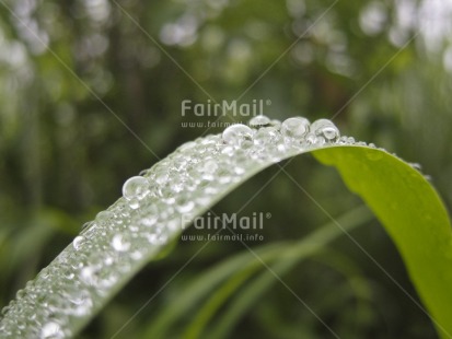 Fair Trade Photo Colour image, Focus on foreground, Green, Horizontal, Leaf, Nature, Outdoor, Peru, Plant, South America, Waterdrop