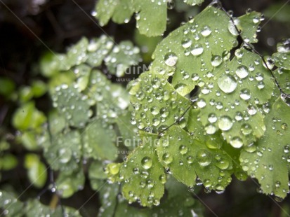 Fair Trade Photo Colour image, Focus on foreground, Green, Horizontal, Nature, Outdoor, Peru, Plant, South America, Waterdrop