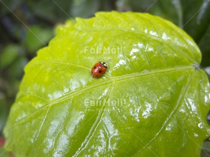 Fair Trade Photo Animals, Colour image, Good luck, Green, Horizontal, Insect, Ladybug, Nature, Outdoor, Peru, Red, South America