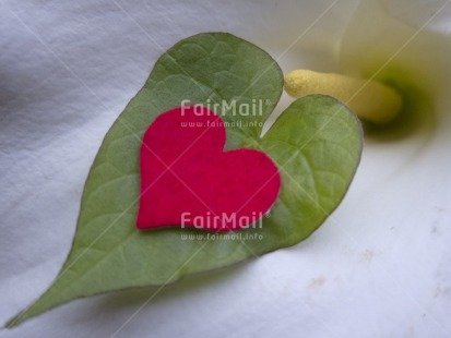 Fair Trade Photo Colour image, Flower, Focus on foreground, Green, Heart, Horizontal, Love, Marriage, Nature, Peru, Plant, Red, South America, Tabletop, Valentines day, White