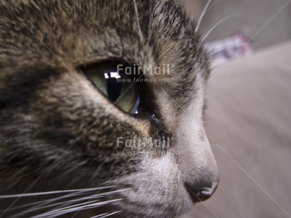 Fair Trade Photo Animals, Cat, Closeup, Colour image, Day, Horizontal, Outdoor, Peru, South America