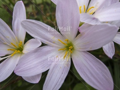 Fair Trade Photo Closeup, Colour image, Condolence-Sympathy, Day, Flower, Horizontal, Marriage, Nature, Outdoor, Peru, South America, White, Yellow