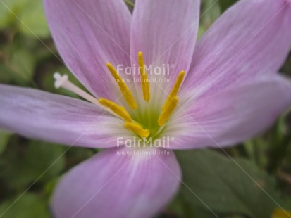 Fair Trade Photo Closeup, Colour image, Condolence-Sympathy, Day, Flower, Horizontal, Marriage, Nature, Outdoor, Peru, South America, White, Yellow