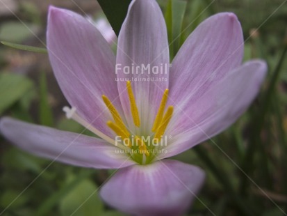 Fair Trade Photo Closeup, Colour image, Condolence-Sympathy, Day, Flower, Horizontal, Marriage, Nature, Outdoor, Peru, South America, White, Yellow