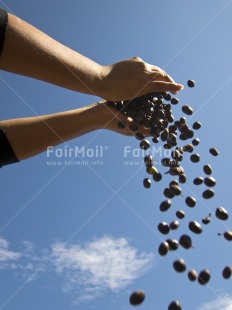 Fair Trade Photo Activity, Agriculture, Coffee, Colour image, Day, Food and alimentation, Hand, Harvest, Outdoor, People, Peru, Rural, Sky, South America, Throwing, Vertical
