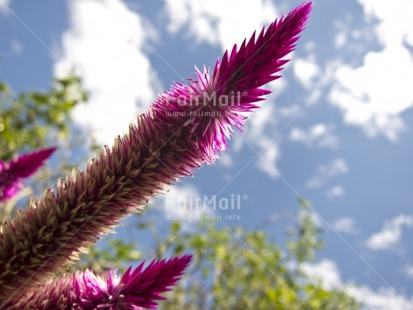 Fair Trade Photo Closeup, Colour image, Day, Flower, Focus on foreground, Horizontal, Nature, Outdoor, Peru, Purple, Rural, Seasons, Sky, South America, Summer