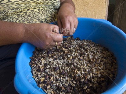 Fair Trade Photo Activity, Agriculture, Closeup, Coffee, Colour image, Food and alimentation, Fruits, Hand, Harvest, Horizontal, One woman, People, Peru, Rural, South America, Working