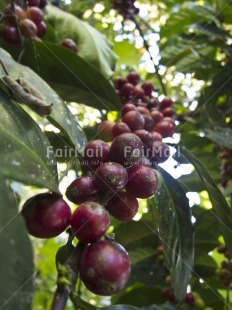 Fair Trade Photo Agriculture, Closeup, Coffee, Colour image, Day, Focus on foreground, Food and alimentation, Forest, Outdoor, Peru, South America, Tree, Vertical