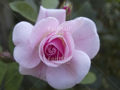 Fair Trade Photo Closeup, Colour image, Day, Flower, High angle view, Horizontal, Outdoor, Peru, Pink, Rose, South America