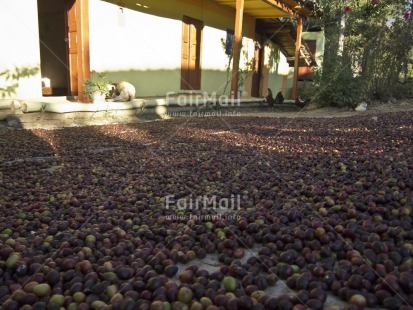 Fair Trade Photo Agriculture, Closeup, Coffee, Colour image, Day, Food and alimentation, Fruits, Harvest, Horizontal, Outdoor, Peru, Rural, South America