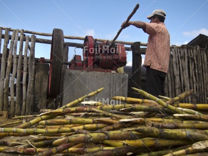 Fair Trade Photo 40-45 years, Activity, Agriculture, Casual clothing, Clothing, Colour image, Day, Factory, Farmer, Horizontal, Looking away, One man, Outdoor, People, Peru, Portrait fullbody, Rural, South America, Sugar, Sugarcane, Working