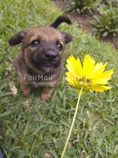 Fair Trade Photo Activity, Animals, Colour image, Cute, Day, Dog, Flower, Funny, Garden, Jumping, Outdoor, Peru, Running, Seasons, South America, Summer, Vertical, Yellow