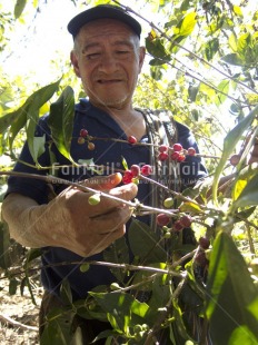 Fair Trade Photo 55-60 years, Activity, Agriculture, Casual clothing, Clothing, Coffee, Colour image, Day, Farmer, Food and alimentation, Forest, Fruits, Harvest, Looking away, One man, Outdoor, People, Peru, Portrait halfbody, South America, Tree, Vertical, Working