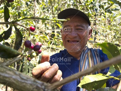 Fair Trade Photo 55-60 years, Activity, Agriculture, Casual clothing, Clothing, Coffee, Colour image, Day, Farmer, Food and alimentation, Forest, Fruits, Harvest, Horizontal, Looking away, One man, Outdoor, People, Peru, Portrait halfbody, South America, Tree, Working