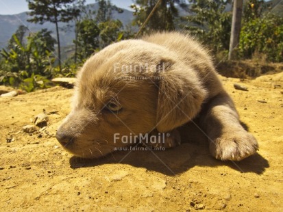Fair Trade Photo Activity, Animals, Colour image, Cute, Day, Dog, Horizontal, Lying, Outdoor, Peru, Relaxing, Rural, South America, Tree, Young