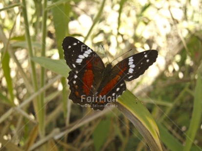 Fair Trade Photo Activity, Animals, Black, Butterfly, Colour image, Day, Environment, Flying, Green, Horizontal, Insect, Nature, Outdoor, Peru, Plant, Red, South America, Sustainability, Values