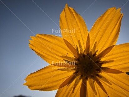 Fair Trade Photo Blue, Closeup, Colour image, Day, Flower, Horizontal, Light, Outdoor, Peru, Seasons, Sky, South America, Summer, Yellow