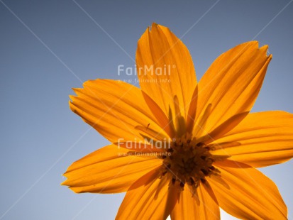 Fair Trade Photo Blue, Closeup, Colour image, Day, Flower, Horizontal, Light, Outdoor, Peru, Seasons, Sky, South America, Summer, Transparent, Yellow