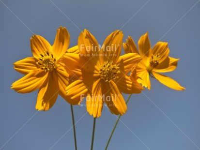 Fair Trade Photo Blue, Closeup, Colour image, Day, Flower, Horizontal, Light, Outdoor, Peru, Seasons, Sky, South America, Summer, Yellow