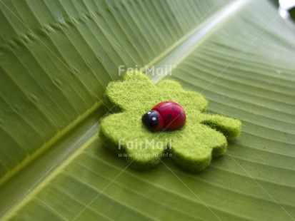Fair Trade Photo Animals, Closeup, Colour image, Day, Good luck, Green, Horizontal, Insect, Ladybug, Leaf, Outdoor, Peru, Plant, Red, South America