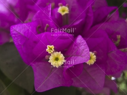 Fair Trade Photo Closeup, Colour image, Day, Flower, Horizontal, Nature, Outdoor, Peru, Purple, South America