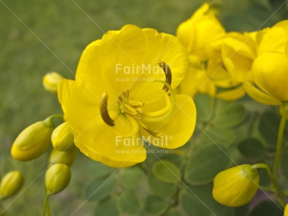 Fair Trade Photo Closeup, Colour image, Day, Flower, Green, Horizontal, Nature, Outdoor, Peru, South America, Yellow