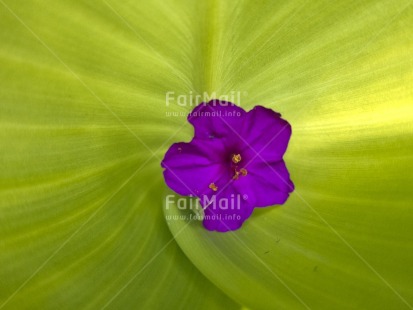 Fair Trade Photo Artistique, Closeup, Colour image, Day, Flower, Green, Horizontal, Leaf, Nature, Outdoor, Peru, Purple, South America