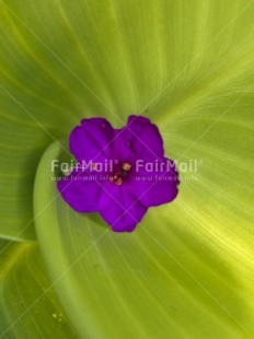 Fair Trade Photo Artistique, Closeup, Colour image, Day, Flower, Green, Leaf, Nature, Outdoor, Peru, Purple, South America, Vertical